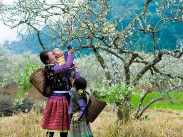 Cảnh quan Mộc Châu bình yên
