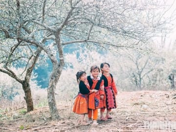Hoa mận Mộc Châu