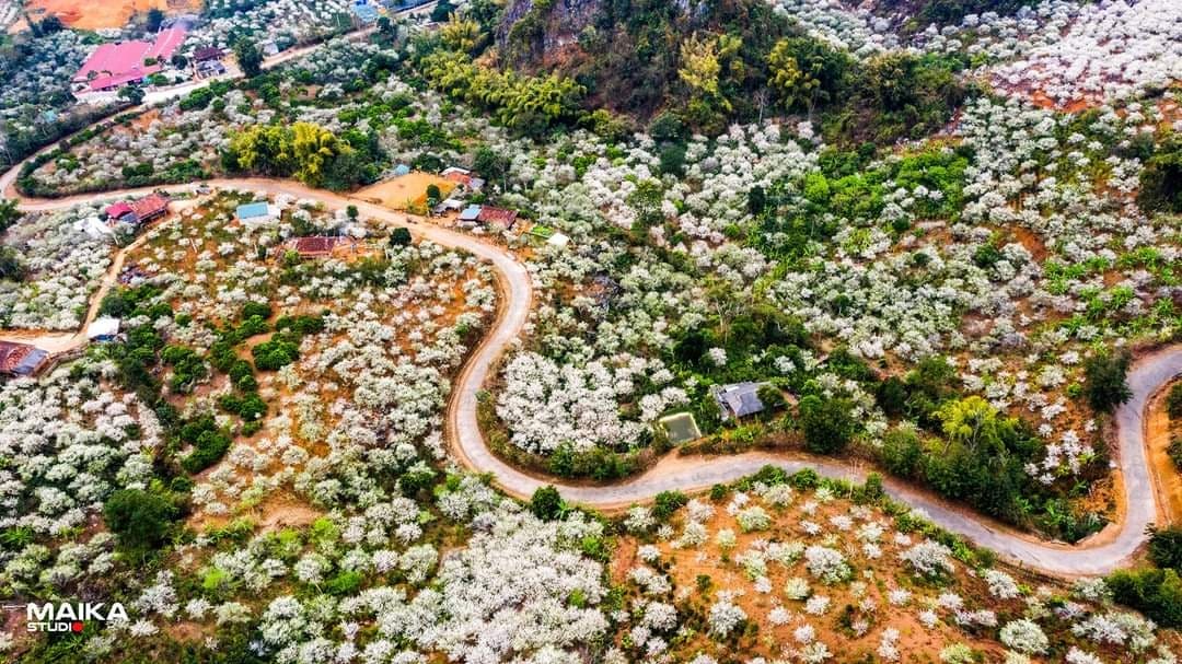 Hoa mận Sơn La 1
