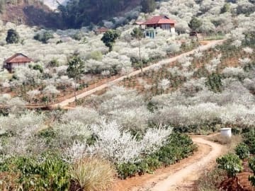 Hoa mận Sơn La