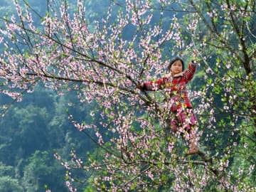 Cảnh quan Mộc Châu theo mùa