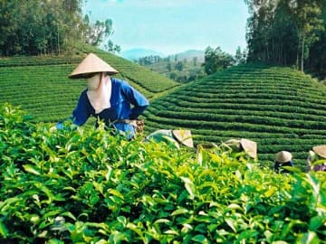 Đồi chè Mộc Châu