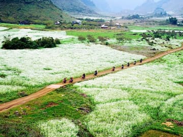Hoa cải trắng ở Mộc Châu