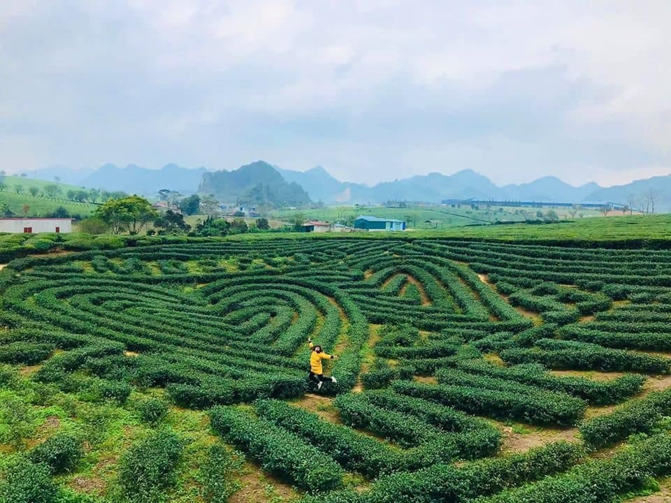 Lịch trình đi bộ quanh đồi chè Mộc Châu