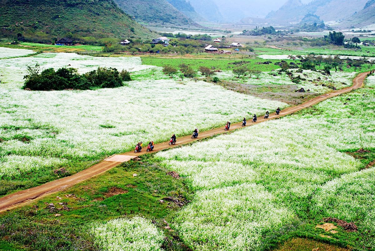 Tuyến hoa trắng quanh Mộc Châu
